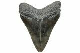 Serrated, Juvenile Megalodon Tooth - South Carolina #293839-1